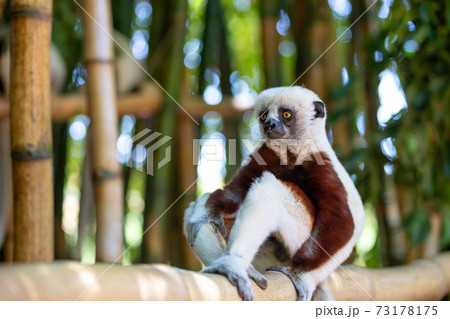 The Coquerel Sifaka in its natural environment in a national park on the island of Madagascar The Coquerel Sifaka in its natural environment in a national park on the island of Madagascar 73178175
