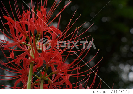 曼殊沙華 彼岸花 秋の花 赤い花 10月 11月 紅蓮の花 鬼滅の写真素材