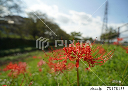 曼殊沙華 彼岸花 秋の花 赤い花 10月 11月 紅蓮の花 鬼滅の写真素材