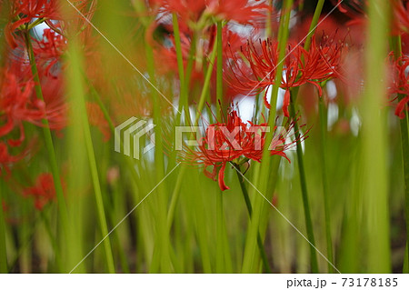 曼殊沙華 彼岸花 秋の花 赤い花 10月 11月 紅蓮の花 鬼滅の写真素材