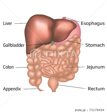 human body organs diagram appendix