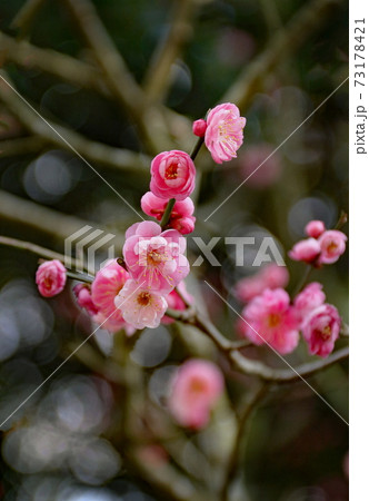 梅の花 梅の花 73178421