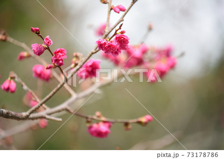 pink cherry blossom in taiwan pink cherry blossom in taiwan 73178786