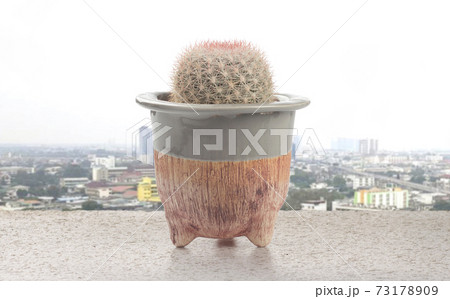 cactus mammillaria candida rose pot are placed on the balcony against the urban background 73178909