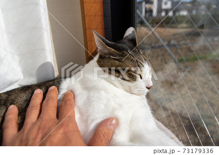 なでなで キジトラ猫 なでなで キジトラ猫 73179336