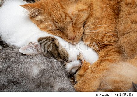 仲良く眠る二匹の猫の写真素材 [73179585] - PIXTA