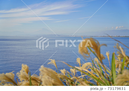 江ノ島の稚児ヶ淵付近から見た平塚市と富士山とハチジョウススキ 73179631
