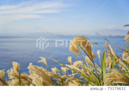 江ノ島の稚児ヶ淵付近から見たハチジョウススキと平塚市と富士山 神奈川県 藤沢市 の写真素材