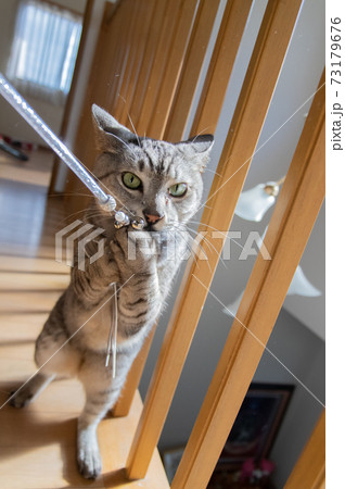 猫じゃらしで遊ぶ猫　サバトラ猫 73179676