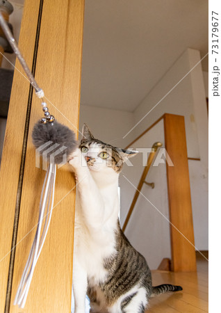 猫じゃらしパンチ！　キジトラ猫 73179677