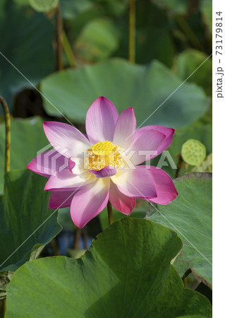 Close up lotus flower on blur background. 73179814