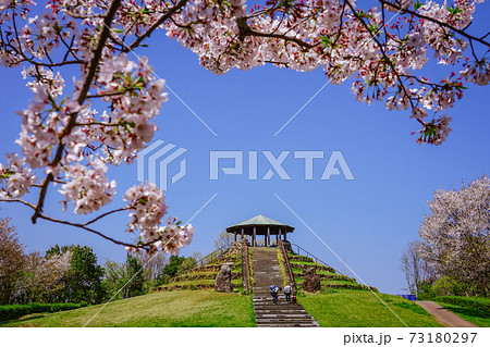 春の公園　「神奈川県立四季の森公園」の桜に囲まれた展望広場 73180297