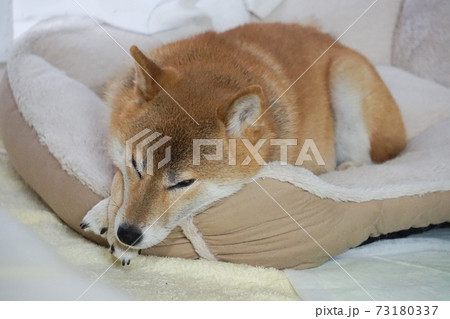 室内でくつろぐ柴犬の写真素材