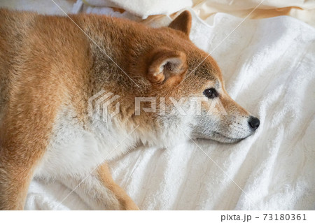室内でくつろぐ柴犬 73180361