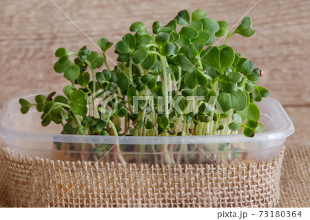 Microgreen of radish in a container 73180364