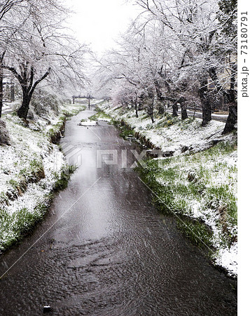風景自然写真　忍野村の桜に雪が降る　桜が咲いたのに冬に逆戻りの忍野村 73180791
