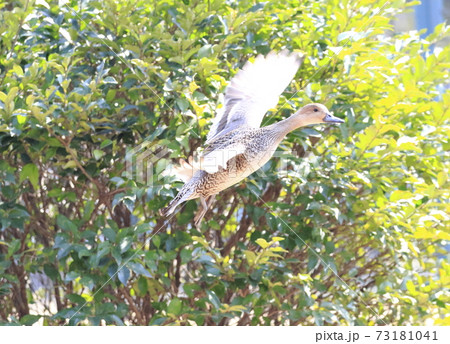オナガガモ(メス)の飛翔 オナガガモ(メス)の飛翔 73181041