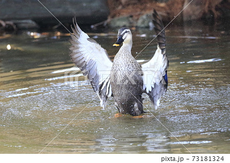 水しぶきをあげて羽ばたくカルガモ 水しぶきをあげて羽ばたくカルガモ 73181324