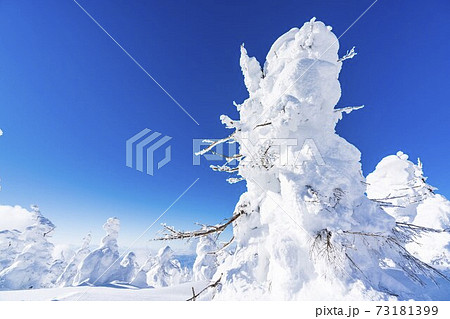 山形蔵王の樹氷と青空 山形県山形市 山形蔵王の樹氷と青空 山形県山形市 73181399