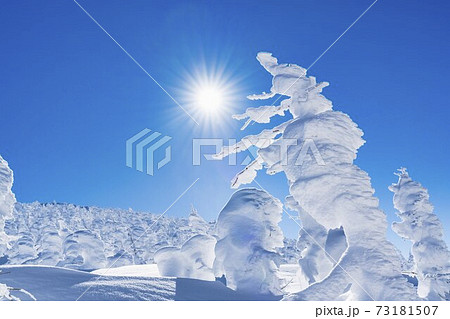 山形蔵王の樹氷と青空 山形県山形市 山形蔵王の樹氷と青空 山形県山形市 73181507