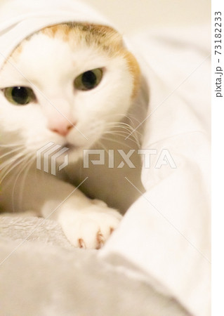 Tシャツから顔を出す三毛猫の写真素材 [73182233] - PIXTA