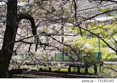 桜と駅 桜と駅 73183165