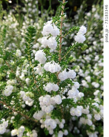 スズランエリカの写真素材