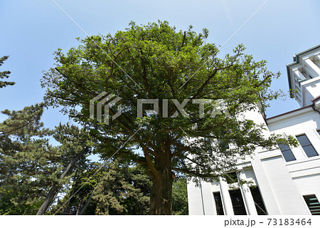 「神奈川県」横浜市港北区の大倉山記念館の「かやの木」 「神奈川県」横浜市港北区の大倉山記念館の「かやの木」 73183464