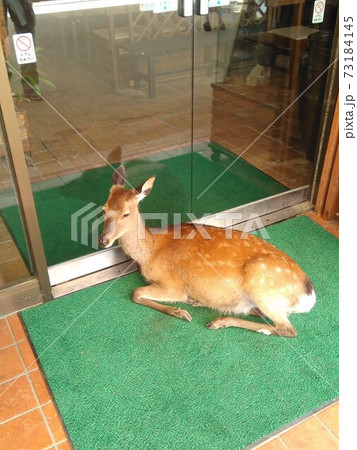 お店一番乗りのお客さん鹿 お店一番乗りのお客さん鹿 73184145