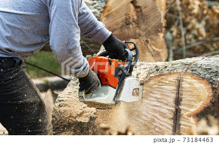 Landscaper slicing up up large tree stump with a chainsaw Landscaper slicing up up large tree stump with a chainsaw 73184463