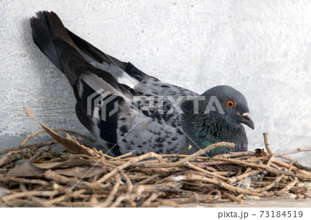 The pigeon nests on the ledge of the house overの写真素材