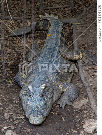 A crocodile lying on the coast under trees with liana and fallen leaves around. A crocodile lying on the coast under trees with liana and fallen leaves around. 73184526
