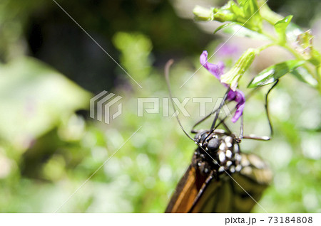 蝶が紫色の花の蜜を吸っています。蝶の名前はスジグロカバマダラです。 73184808
