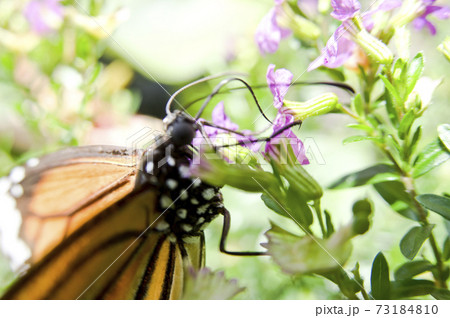 蝶が紫色の花の蜜を吸っています。蝶の名前はスジグロカバマダラです。 73184810