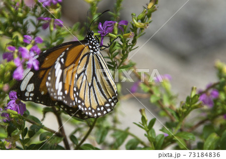 蝶が紫色の花の蜜を吸っています。蝶の名前はスジグロカバマダラです。 73184836