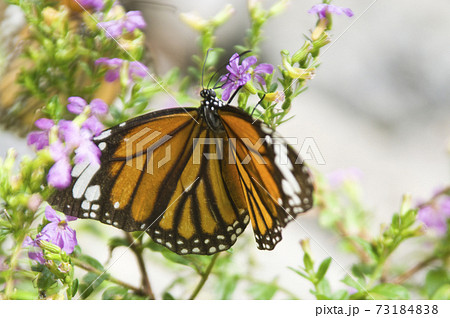 蝶が紫色の花の蜜を吸っています。蝶の名前はスジグロカバマダラです。 73184838
