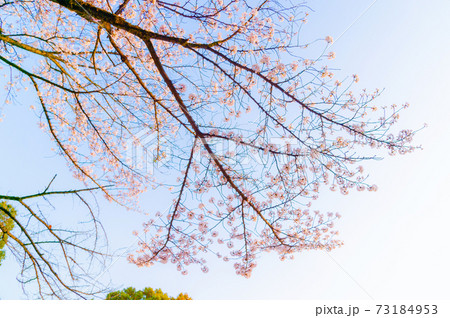 春の哲学堂公園・満開の桜 73184953