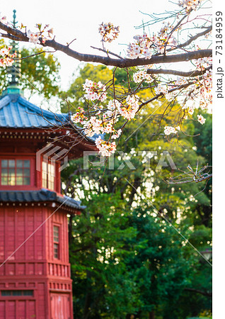 春の哲学堂公園・満開の桜 73184959