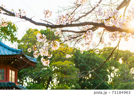 春の哲学堂公園・満開の桜 春の哲学堂公園・満開の桜 73184963