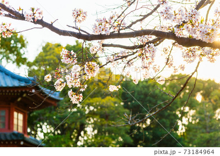 春の哲学堂公園・満開の桜 春の哲学堂公園・満開の桜 73184964