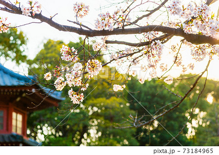 春の哲学堂公園・満開の桜 春の哲学堂公園・満開の桜 73184965
