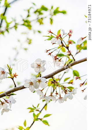 春の哲学堂公園・満開の桜 73184971