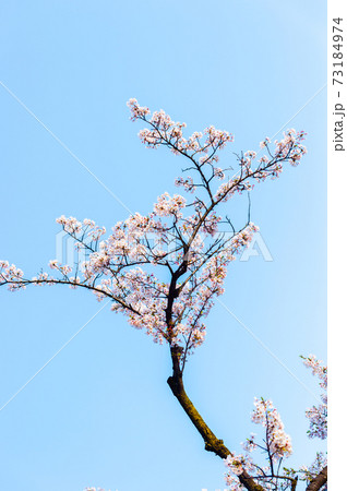 春の哲学堂公園・満開の桜 73184974