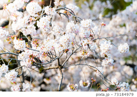 春の哲学堂公園・満開の桜 73184979