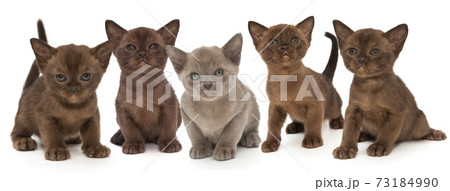 Five kittens of the European Burmese breed Five kittens of the European Burmese breed 73184990
