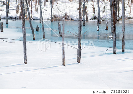 氷が溶け始めた春の青い池 美瑛町の写真素材