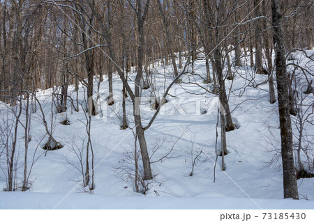 春を告げる森林の根開け根開け 73185430