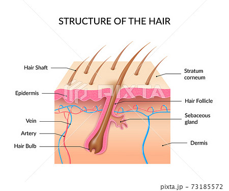 Realistic Human Hair Anatomy Infographics Realistic Human Hair Anatomy Infographics 73185572