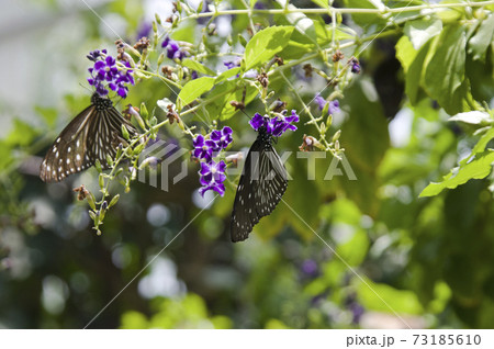 ツムラサキマダラが紫色の花の蜜を吸っています。 73185610