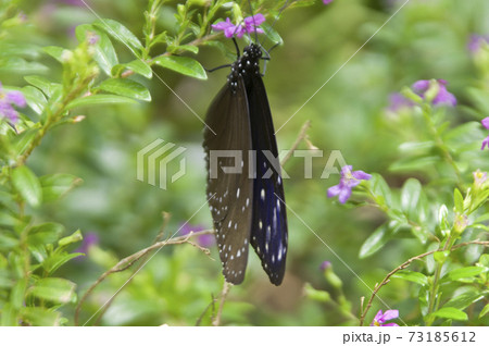 ツムラサキマダラが紫色の花の蜜を吸っています。 73185612